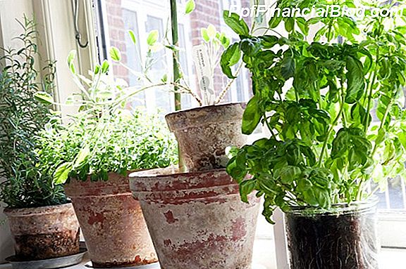 Bedste indendørs planter til dit hjemmekontor