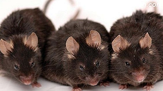 Hvordan man bliver kvitt mus naturligt