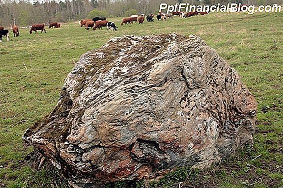 Vai bioloģiskā lopkopība ir humānāka?