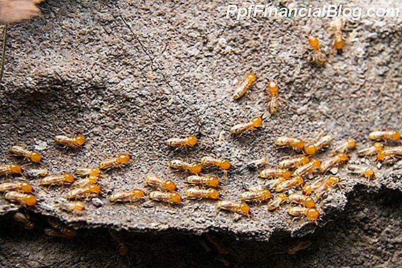 Behandle Termite Infestation i Ny Bygg