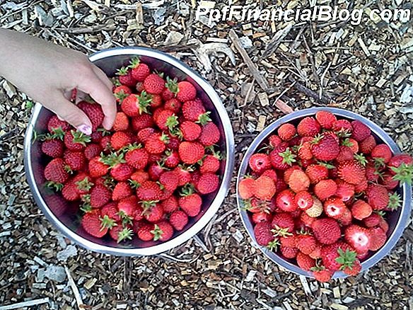 Hur man fryser jordgubbar för att använda hela året