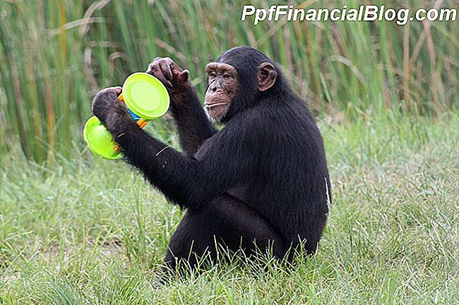 Save Chimps tapınağında emekliliğinden zevk alan bir şempanze.